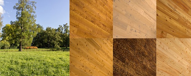 Featured Product: Larch